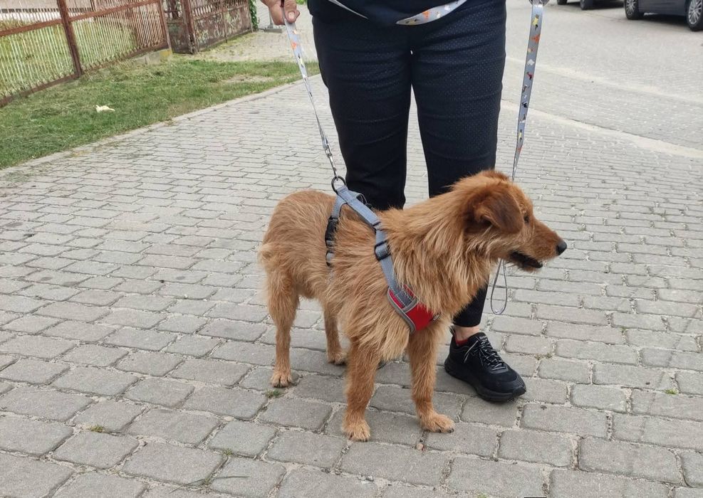 Słodki karmel szuka domku