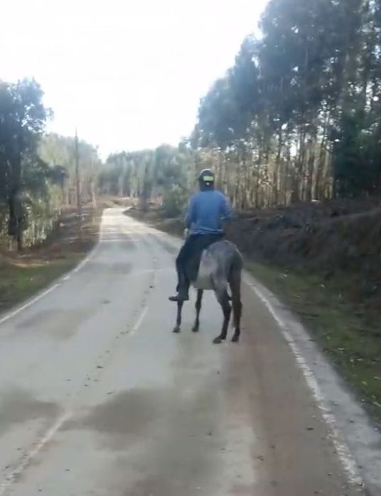 Mulo/macho à venda/troca