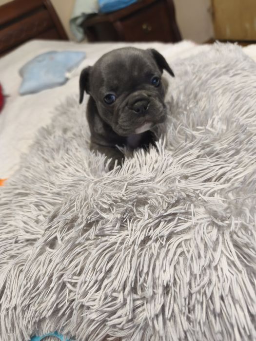 Chłopczyk  buldog francuski blue