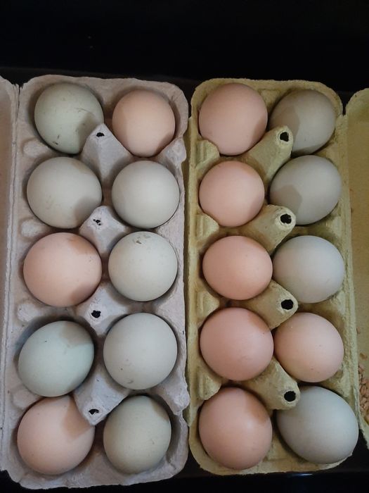 Jajka wiejskie od kur.