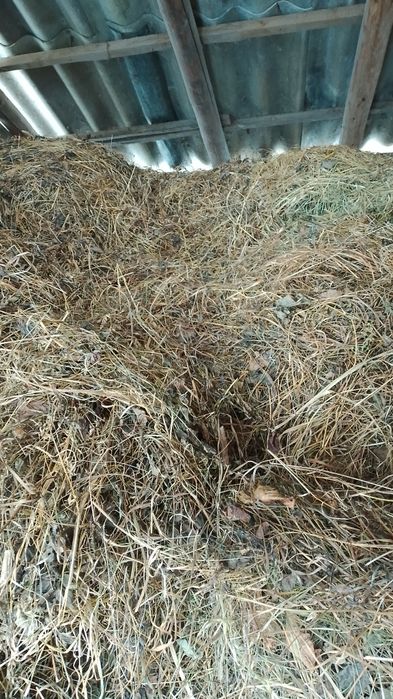 Продам  сіно отава кошене в ручну