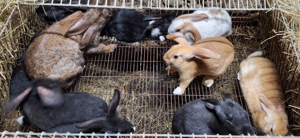 Coelhos para venda