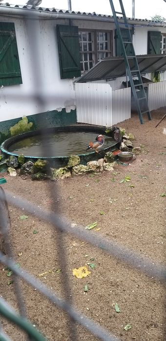 Patos Mandarins, para venda, casal