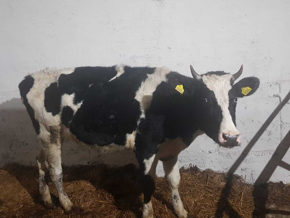 Jałówka do zacielenia