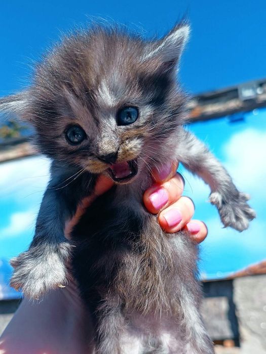 Котята маленькие бесплатно. Котенок отдам даром. Кот. Кошка.