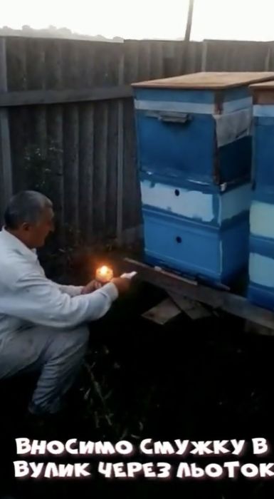 Смужки проти кліща Varroa destructor димові | обробка бджіл | варроа