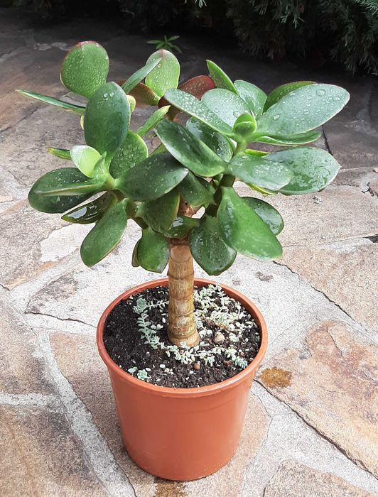 Красула Нишики Кагетсу