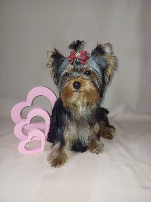 Йоркширський тер'єр