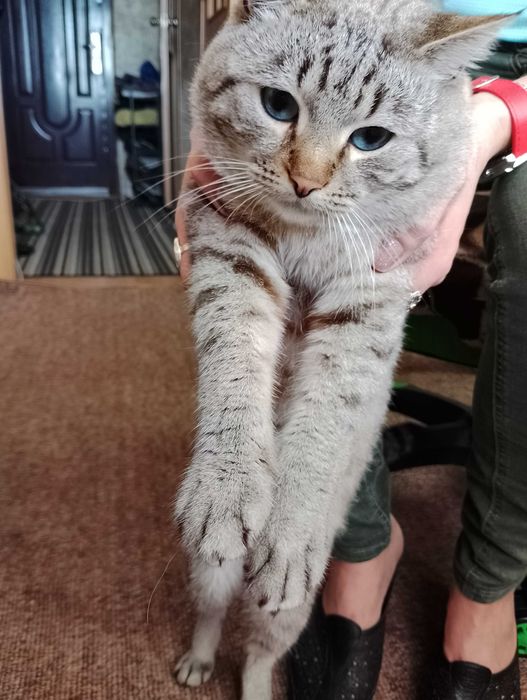 Віддам в добрі руки кота