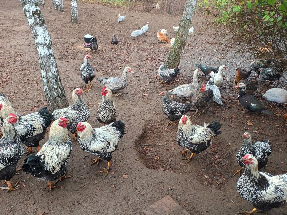 Kaczki francuskie piżmowe kaczka kaczor