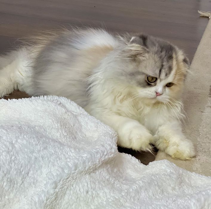 Лялечка чекає на родину