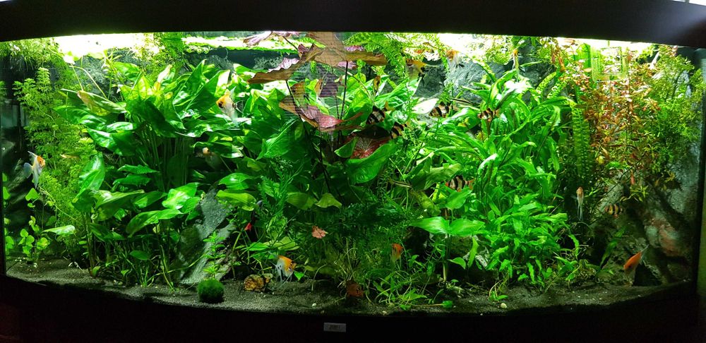 Большой аквариум JUWEL 450л с оборудованием и автоматизацией