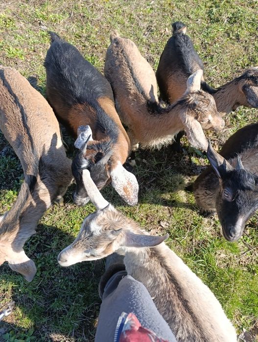 Кози кізоньки % нубійки