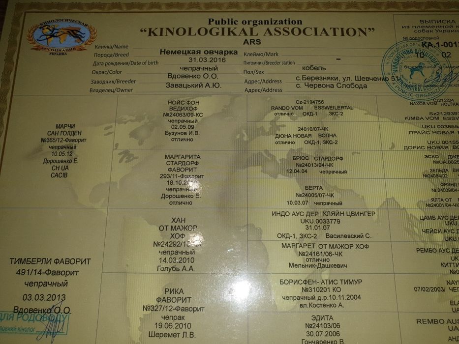 Вязка немецкой овчарки