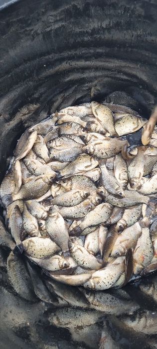 Karaś, Karaska, Żywiec, Narybek