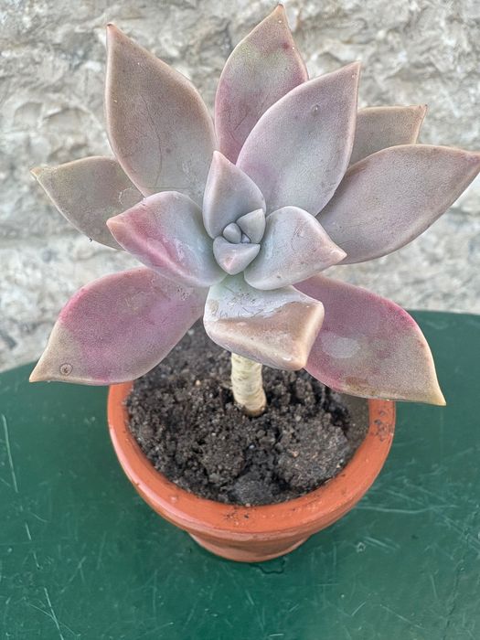 Suculentas Aptenia cordifolia (rosinha- do-sol; Graptopetalum Paraguayense;Sedeveria Letizia; Crassula Money Maker ; Planta- do -ouro etc- preço 0,50€