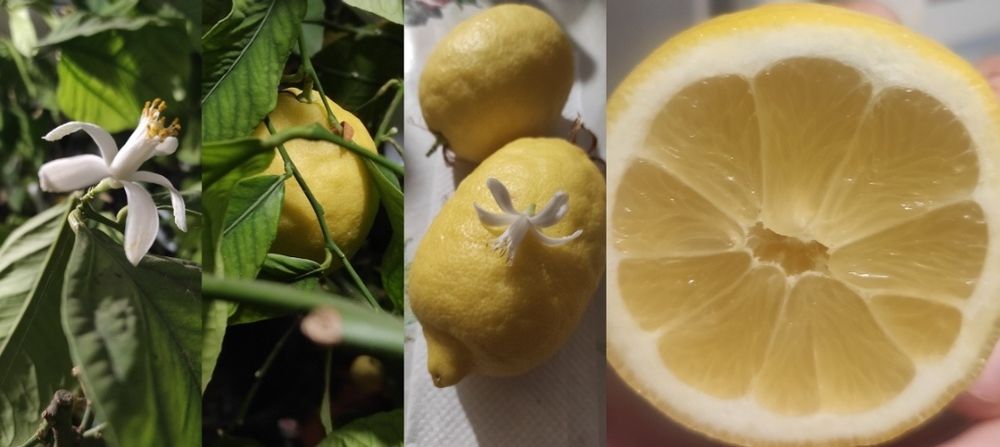 Вкорінений живець з плодоносного лимонного дерева , був із цвітом