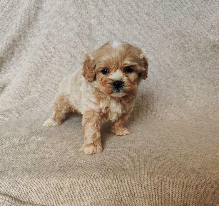 ‼️Яскравий хлопчик мальтіпу Ф-1 ‼️