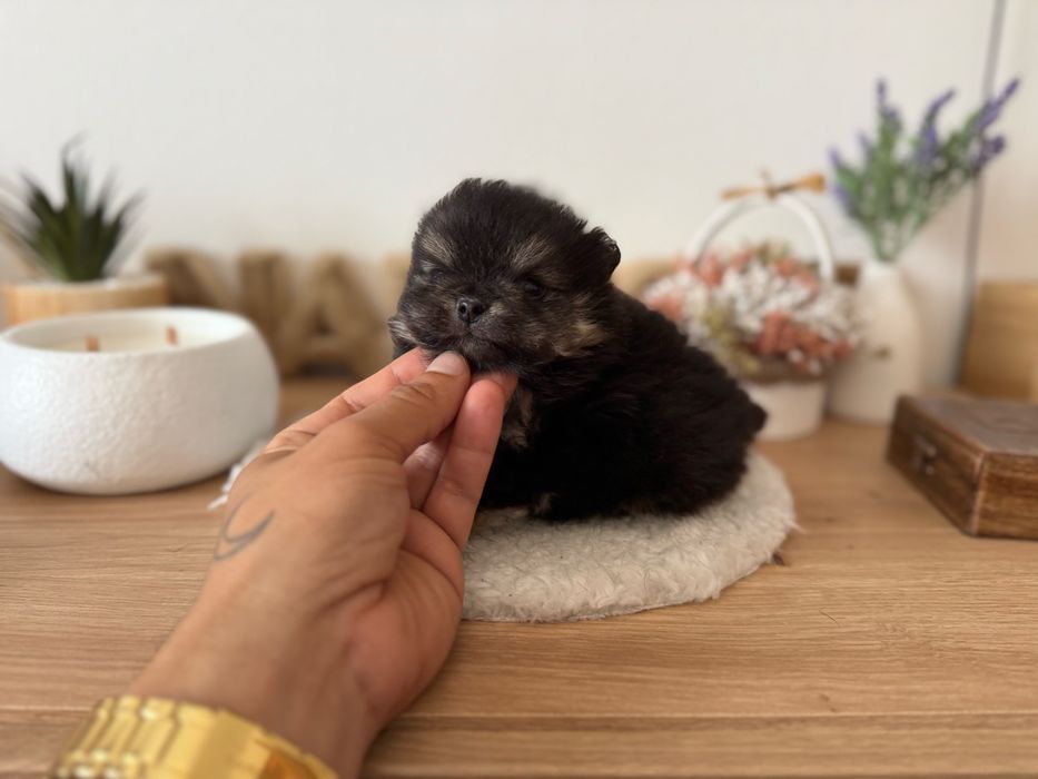 Menino lulu pomerania menino linhagem russa mini