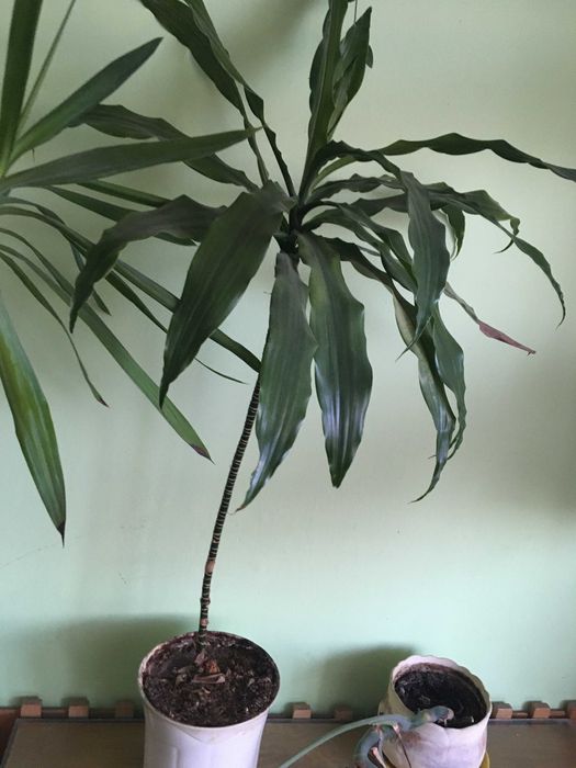 Juka, Dracena, Monstera