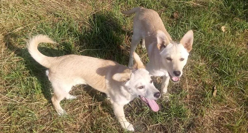 Цуценята готові дарувати радість, але потребують домівку й добрих господарів