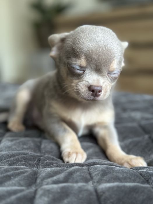 Krótkowłosy chłopczyk Chihuahua w kolorze liliowym