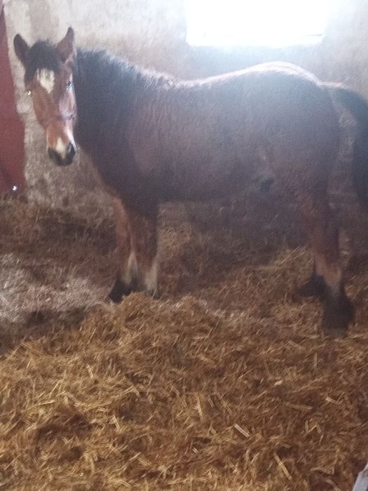 Sprzedam zrebaki zimnokrwiste.