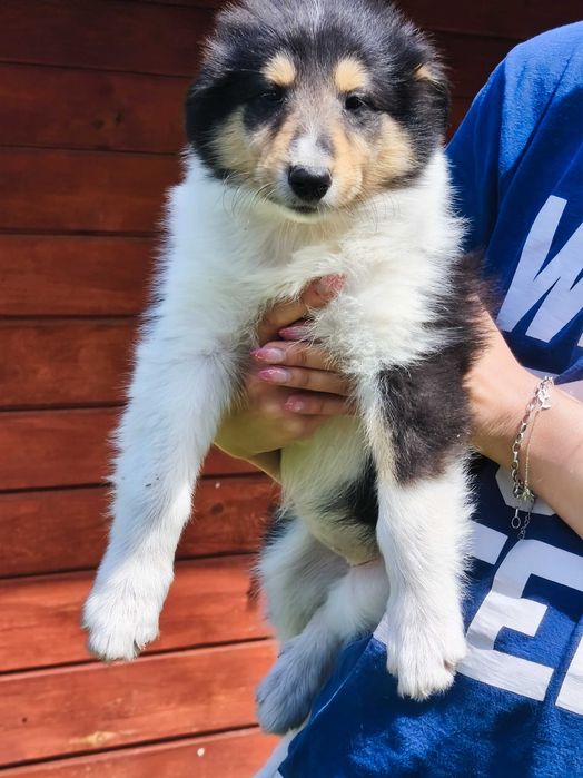 Owczarek Szkocki Collie długowłosy chłopczyk Gotowy do Odbioru