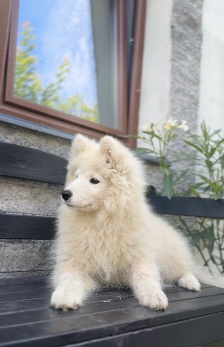 Ostatnia suczka Samoyed samojed Zapraszamy