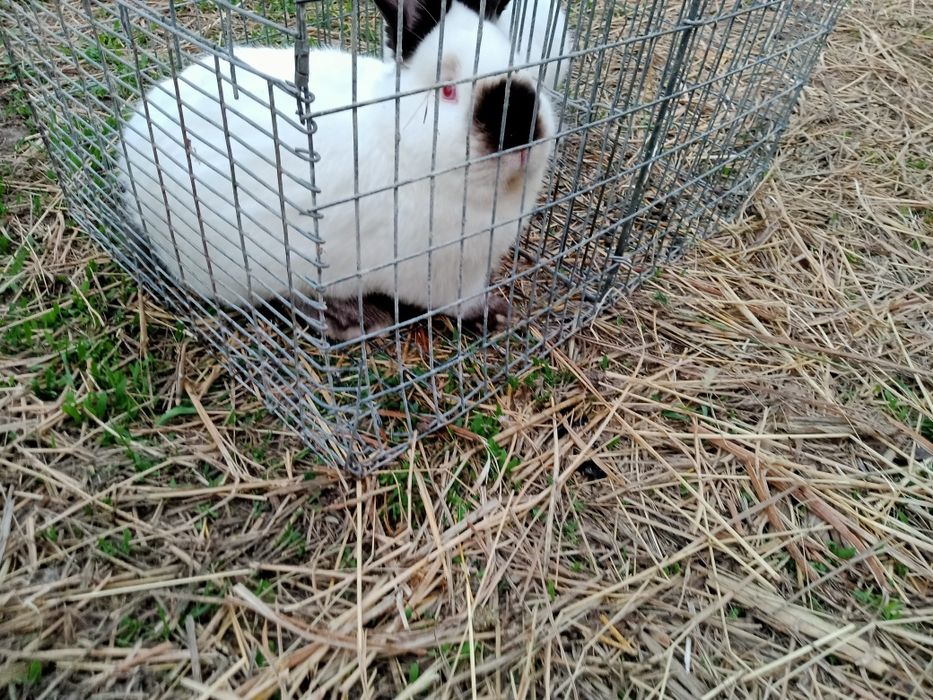 Кролики каліфорнійські  - кроленята, кітні самиці