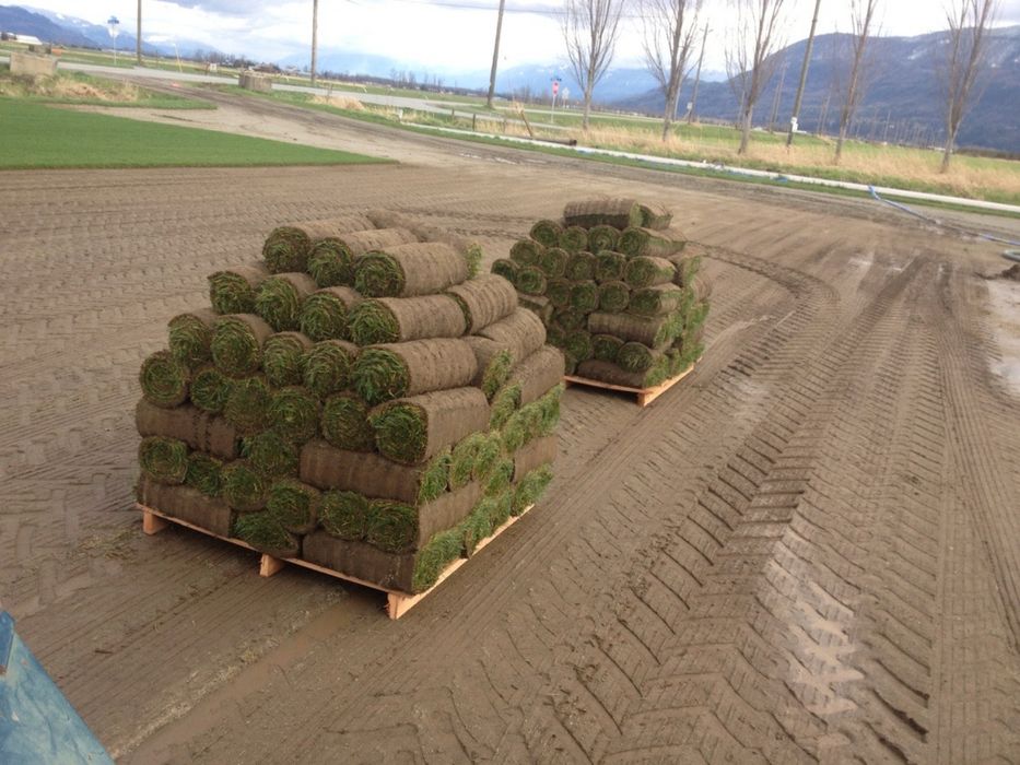 Рулонний газон Озеленення ландшафт укладка