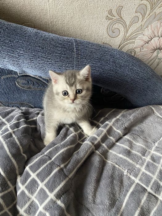 Британське кошеня