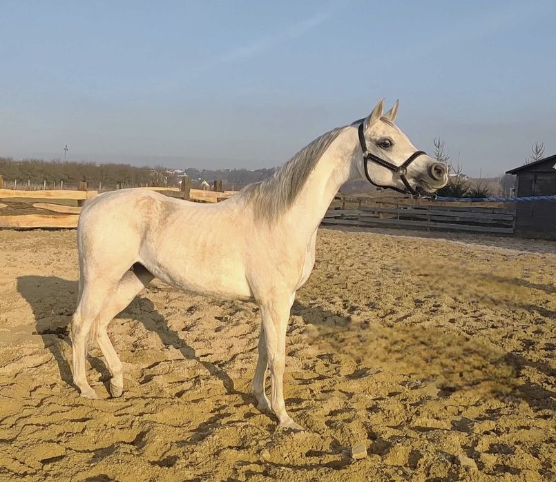 KLACZ ARABSKA na sprzedaż