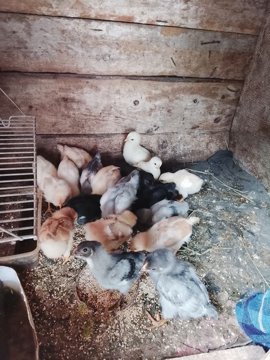 Продаються 20 курчат по 45 гра.