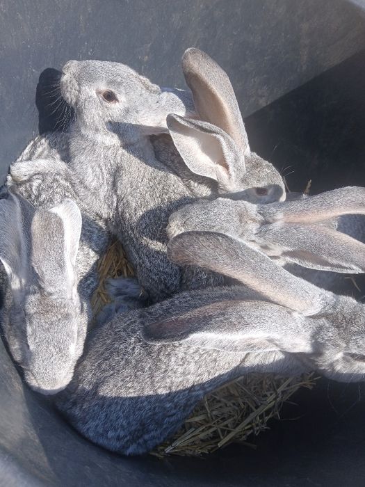Samce i samice króliki rasa Belgii