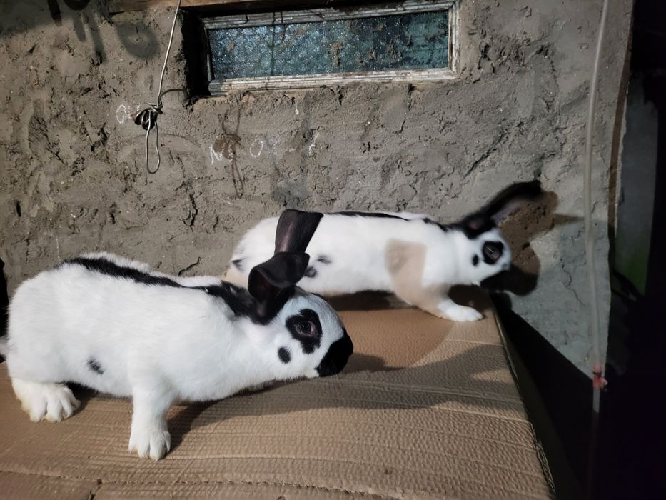 Продам  кролики Нимецкий Строкач