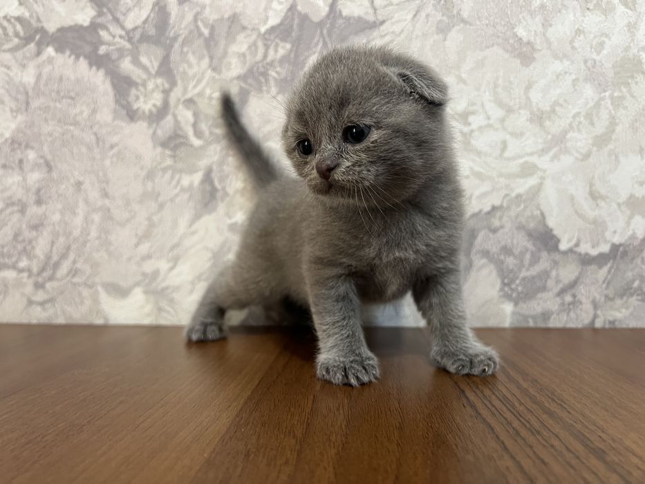 Котята шотландские