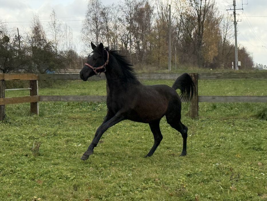 Ogier małopolski pilna srzedaż