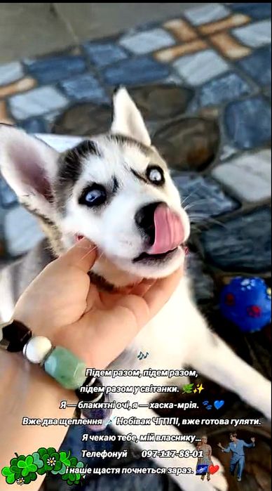 Сибірські хаски,очі блакитні, двічі вакциновані