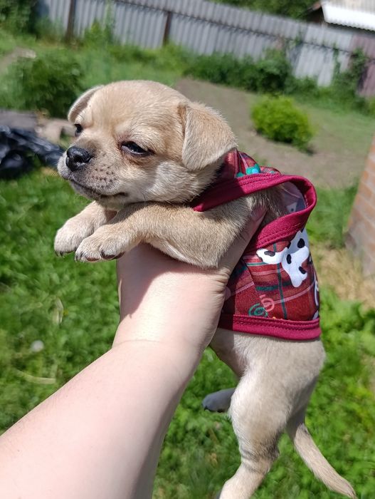 Цуценя  чихуашки