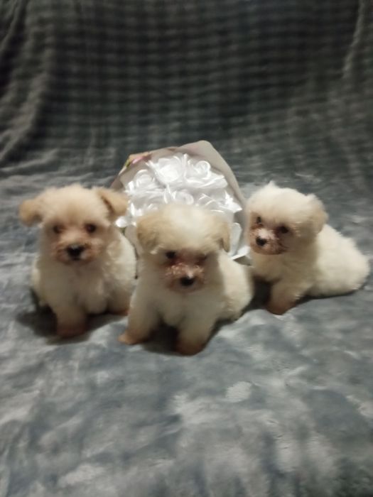Продам цуценят мальтіпу