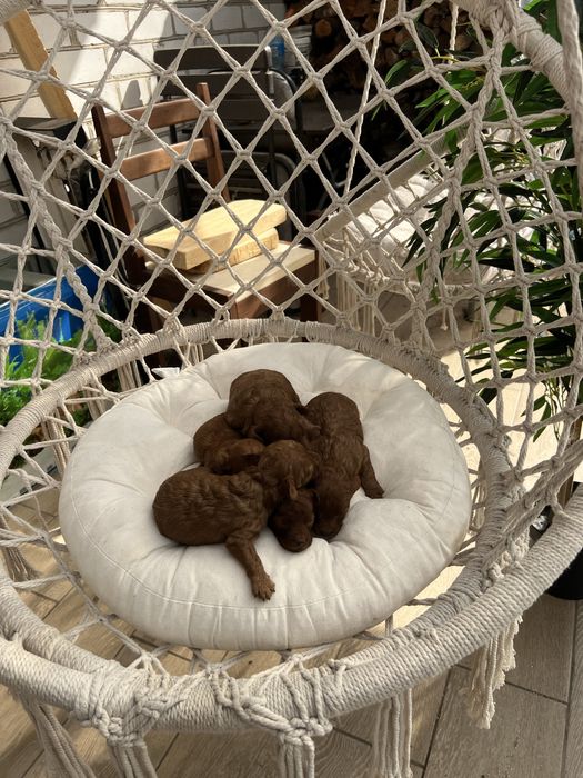 Тойпудель вязка