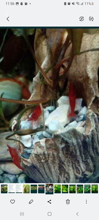 Продам креветочек!))