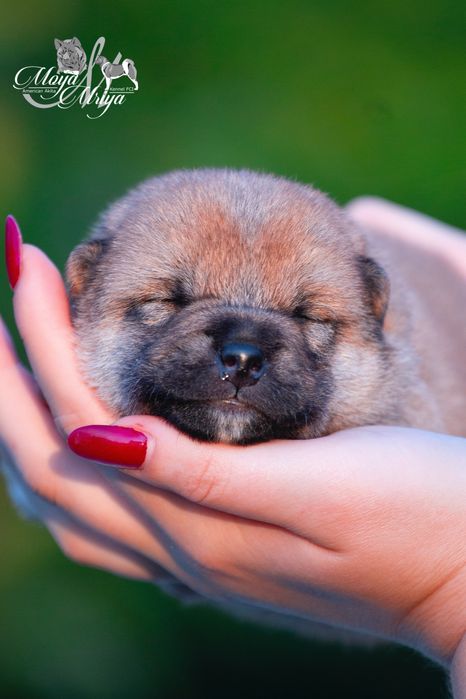 Шиба іну/ шиба ину/ сіба/ сиба/ shiba inu: 000 € Собаки Київ