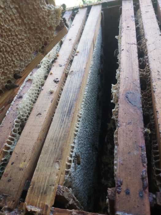 Мед гірський різно травя