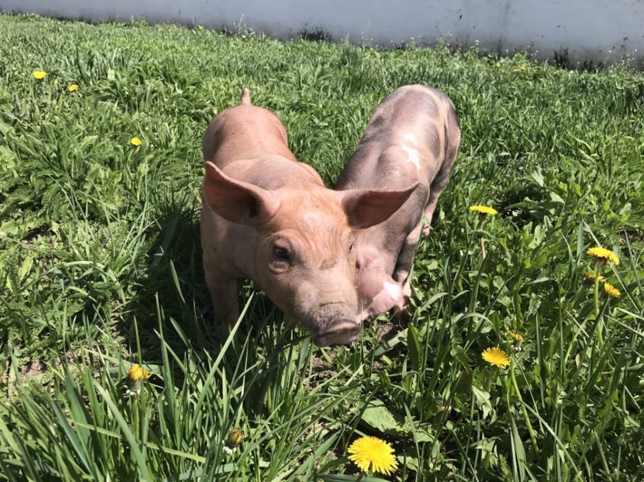 Семя  для искусственного осеминения свиней