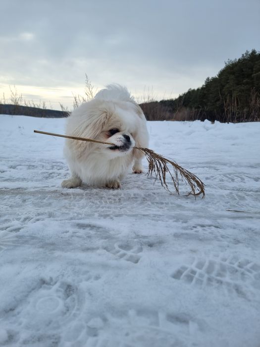 Пекінес в'язка Ромни, Сумська обл.