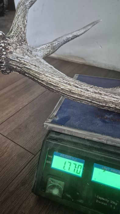 jedni poroże 1.7 kg