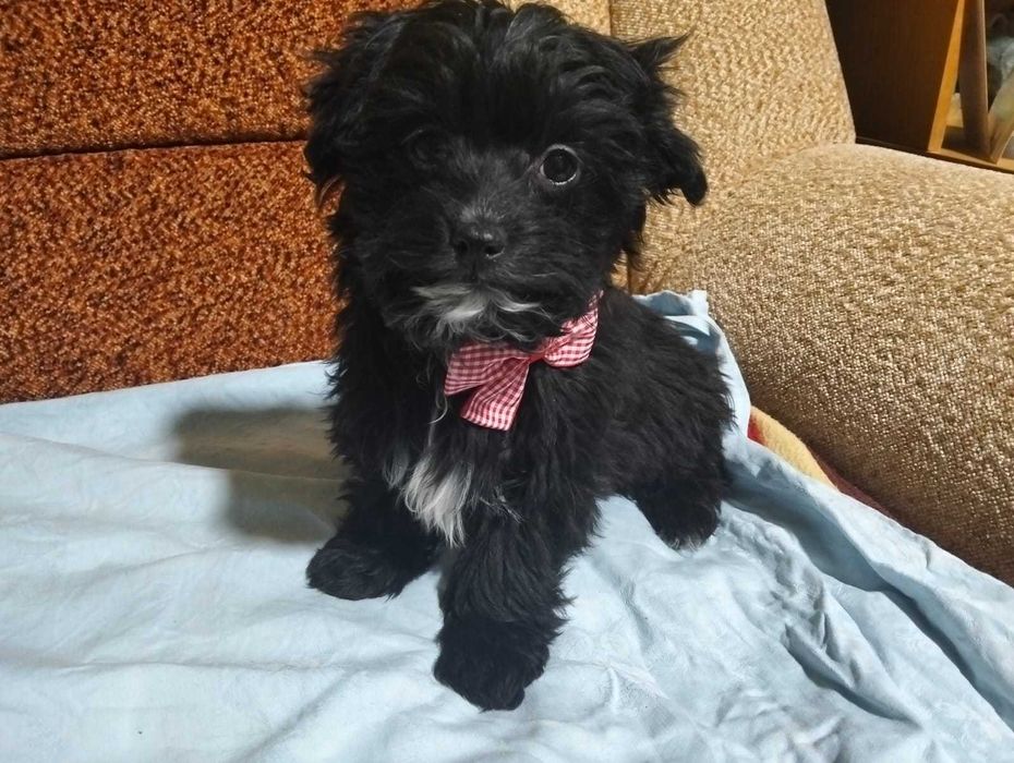 Havapoo suczka bardzo kochana gotowa do odbioru