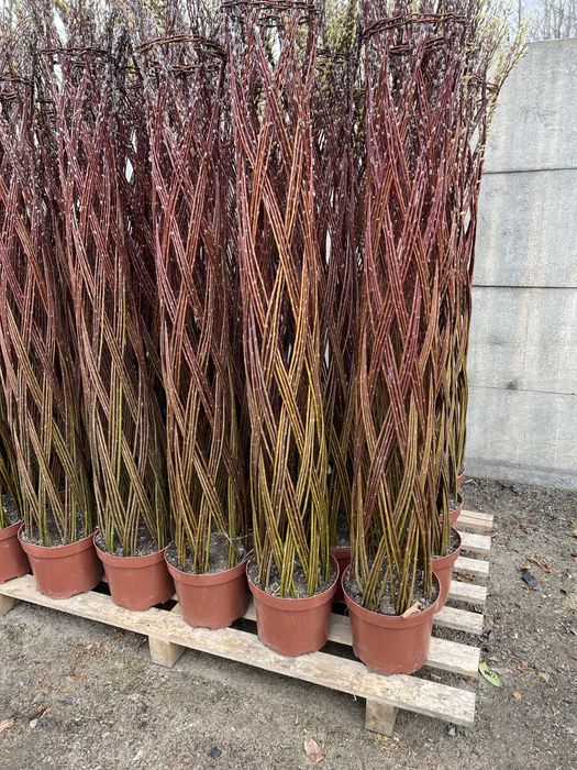 Wierzba pleciona Producent